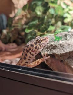 Vier Leopardgeckos mit Terrarium und Zubehör