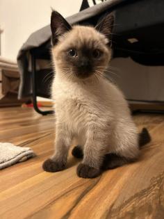 Kitten Abgabebereit
