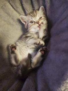 BKH Kitten Britisch Kurzhaar