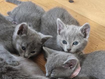 Russisch Blau Kitten mit Stammbaum