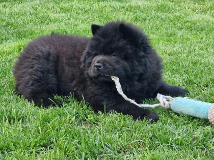 Schwarze Chow Chow Welpen