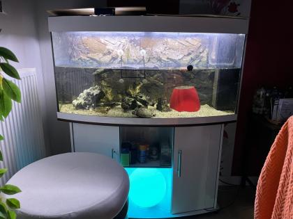Wasserschildkröte inkl. Aquarium zu verschenken