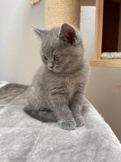 BKH Kitten, Britisch Kurzhaar, Katzenbabys, Kitten