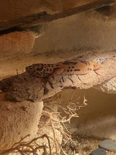 Leopardgecko Weibchen zu verkaufen