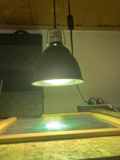 Jemenchamäleon mit Terrarium