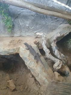 Terrarium mit Schmetterlingsagame Leiolepis belliana und Zubehör