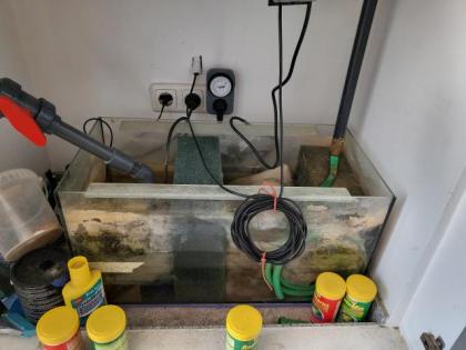 Zu verschenken Wasserschildkröte mit Aquarium