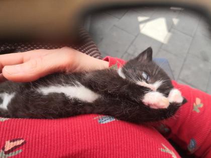 BKH Mix Kitten Katzenbabys