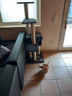EKH Jungkatzen Ich suche ein liebevolles Zuhause für meine zwei super süßen, verschmusten Katzen