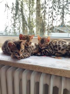 2 Reinrassige Bengal kitten Weibchen mit Ahnentafel