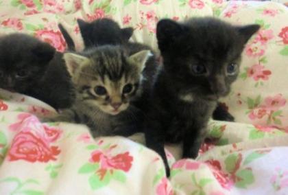 Babykatzen zu VERSCHENKEN