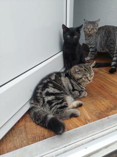 Britisch Kurzhaar Tabby