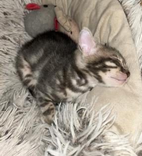 Bengal Jung Katzen 5 Monate alt