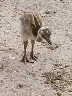 Biete Küken vom Nandu Laufvogel