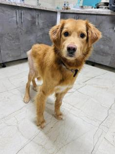 Barnaby ist ein wirklich toller, liebevoller und verträglicher Hund