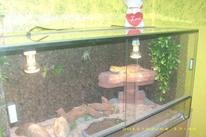 Bartagame männlich mit Terrarium