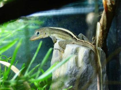 Anolis Oculatus Montanus