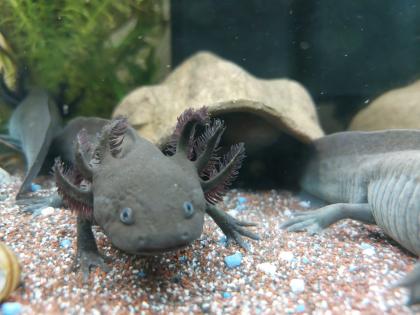 Axolotl Wildlinge ca. 10 Monate alt