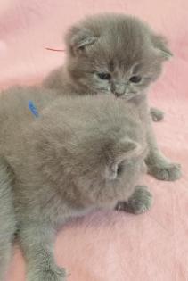 BKH Britisch Kurz Haar 4 Kitten alle Weiblich grau-Blau gesund