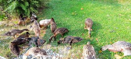 Laufenten. Enten/ Erpel