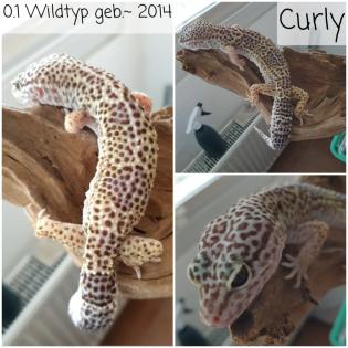 Leopardgecko von Privat