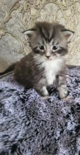 Reinrassiege Maincoon Kätzchen silver-white-Tabby/silver-black-red -Tabby