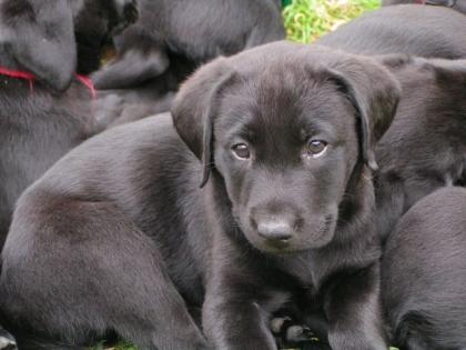 Labrador-Welpen