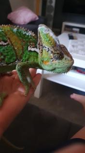 2 Jemenchamäleons Männchen und Weibchen
