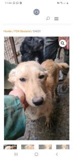 Tolle Welpen, Junghunde Hundesenioren