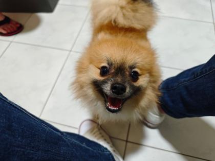 Zwergspitz pomeranian