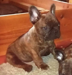 Französische Bulldoggen Welpe Rüde