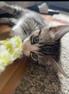 Wunderschöne und verschmuste Bengal-Kitten