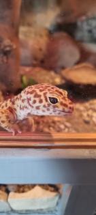 Leopardgecko inklusive Terrarien