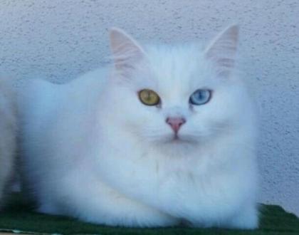 4 süße Bkh Blh Kitten Mädels abzugeben