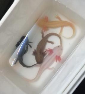 4 Axolotl Aquarium