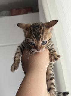 4 zuckersüße Bengal Kitten