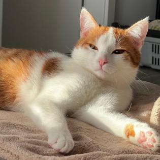 LINO - männlich 2 Jahre europäische Kurzhaarkatze Gechipt Kastriert