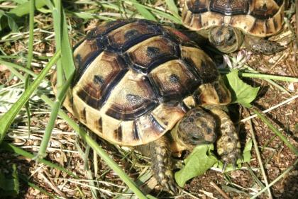 Maurische Landschildkröten, Testudo graeca ibera eigene Nachzuchten von 2023, 22, 21 und 20.