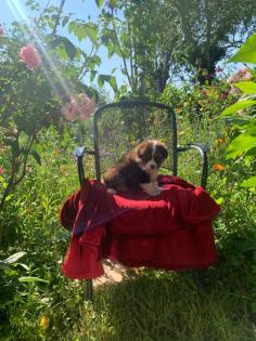 Australian shepherd welpen
