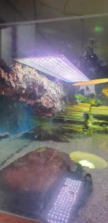Wasserschildkröten und Zubehör