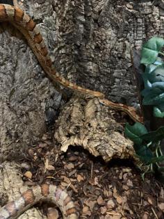 Terrarium mit 2 männlichen adulten Kornnattern zu VERSCHENKEN