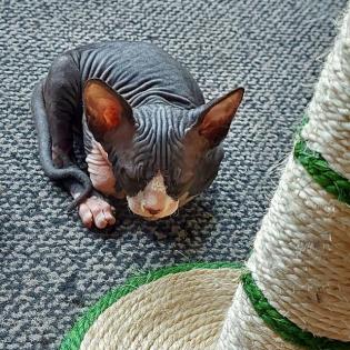 Sphynx Kitten