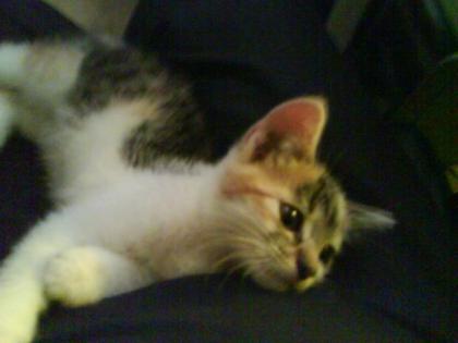 Suche Katzenbaby