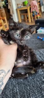 Katzenbabys ab Mitte September abzugeben