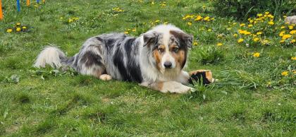Australian Shepherd 7 Jahre