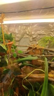 Großes Terrarium mit zwei weiblichen Kornnattern