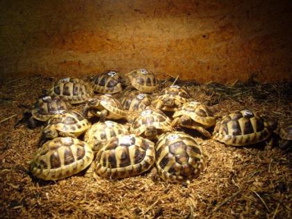 Griechische Landschildkröten THB NZ 2021