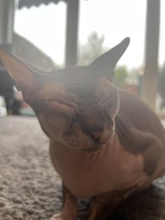 Super süße Can. Sphynx Kitten such ein Zuhause