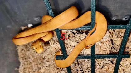 0. 0. 5 Corallus hortulanus