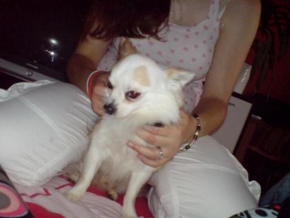 Chihuahua zu verkaufen